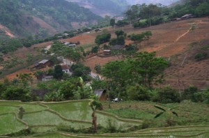 rizière Yen Minh vietnam