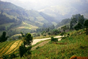 rizières nord vietnam  Bac Ha 