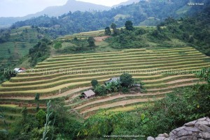 rizière Hoan Su Phi