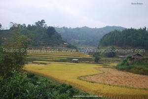 riz jaune  de Hoan Su Phi