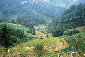 rizière route Bac Ha  Xi Man 