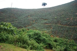 plantation ananas vietnam