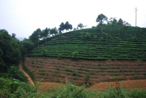 plantation de thé au vietnam