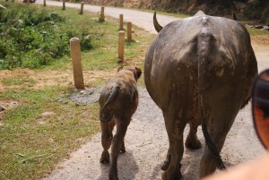 buffle sur la route au vietnam