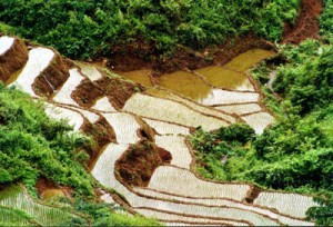 rizière-Mai Chau-vietnam