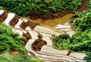 rizière mai chau vietnam