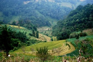 rizière de bac ha sapa