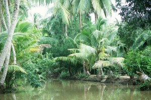 delta mekong arroyo 