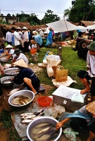 marche de poisson campagne vietnam