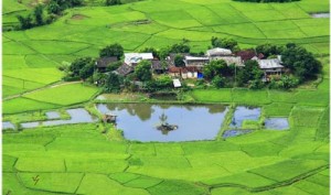 Mai-Chau-riziere