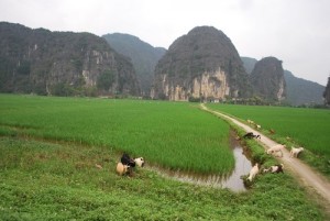 Tam Coc Minh Binh baie Along terrestre