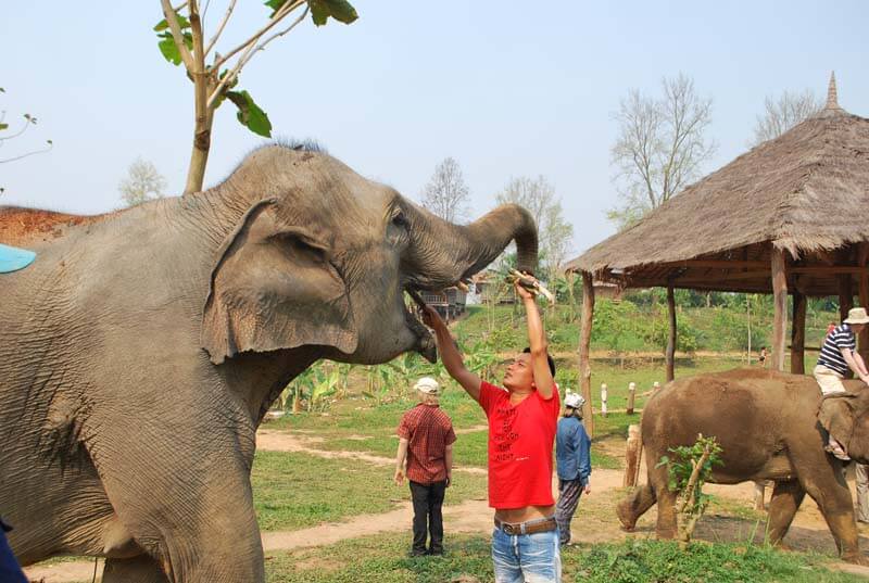 voyage laos avec les éléphants  