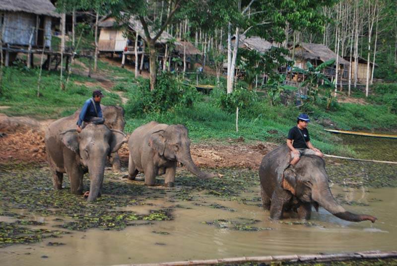 voyage laos avec les éléphants