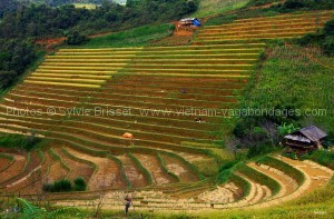 route-photographe-Mu Cang Chai