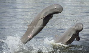 dauphins d’eau douce du Laos 