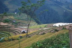 trek-sapa-avec-enfant-au-vietnam