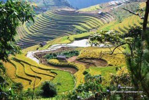 circuit solo Vietnam rizières Mu Cang Chai 