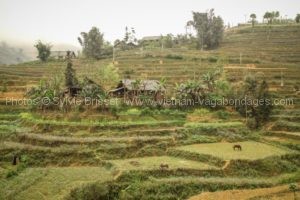 Circuit Vietnam randonnée Sapa et Bac Ha