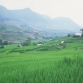 paysage Sapa