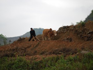 cultivateur region de meo vac vietnam