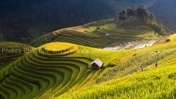 Rizières – Mu Cang Chai