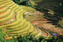 circuit 15 jours voyage Vietnam découverte des rizières