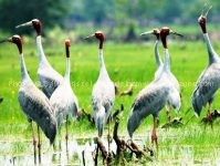 Voyage stage photos oiseaux réserves ornithologiques parc Tram Chim Mékong