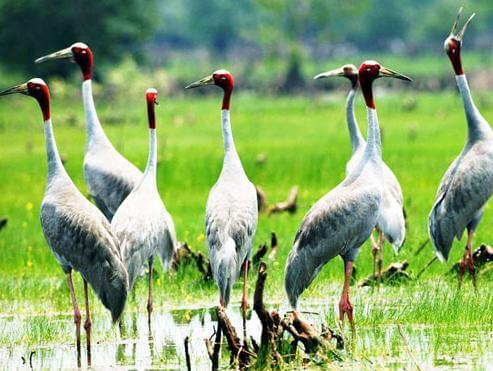 Voyage stage photos Oiseaux des réserves Ornithologiques delta du Mékong