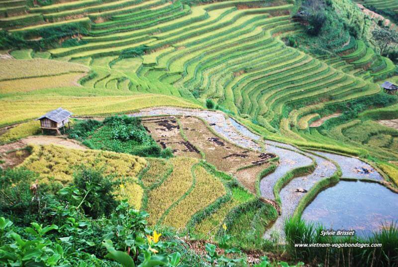 Circuit 15 jours découverte rizière du vietnam