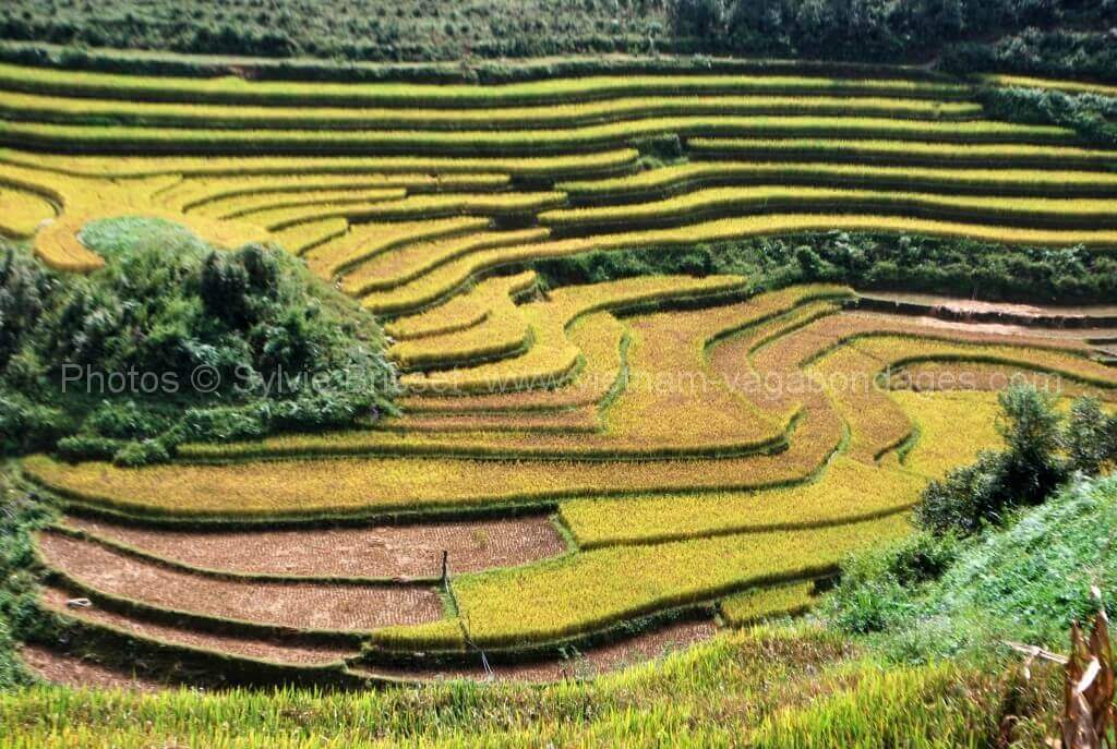 circuit 15 jours riziere en terrasse du Vietnam