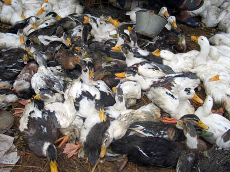 grippe_aviaire_vietnam02.jpg grippe_aviaire_vietnam02.jpg
